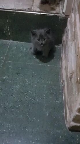 Persian kitten /pet cat 