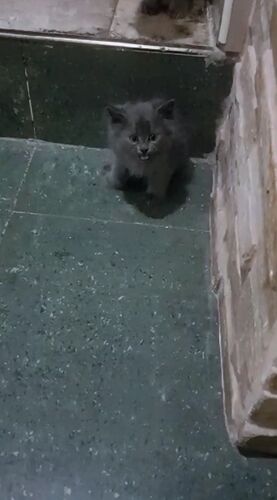 Persian kitten /pet cat 