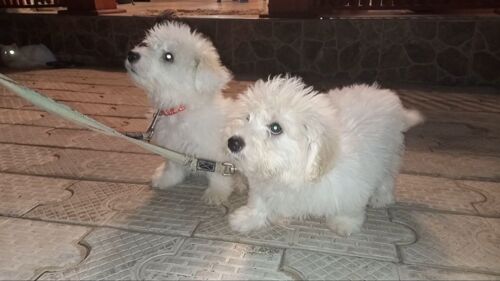 Purebreed maltese