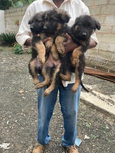 GERMAN SHEPHERD PUPPIES 