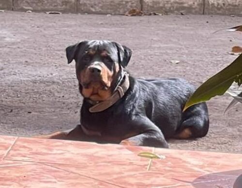 Active Junior Male Rottweiler 