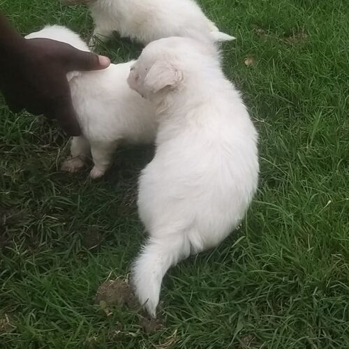 Maltese Pet Dogs Puppies