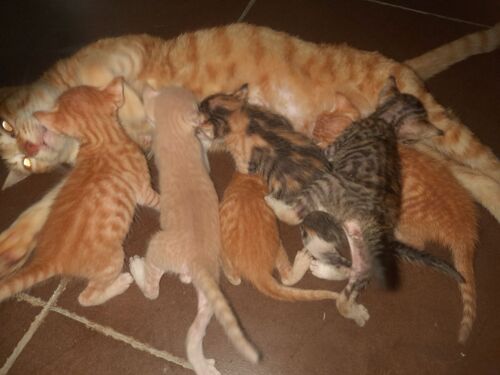 Domestic kitten 