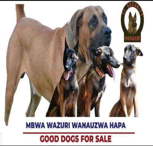 Good Dogs For Sales