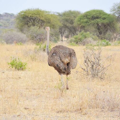 Day Trip to Tarangire 