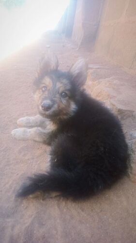Germany shepherd puppies 