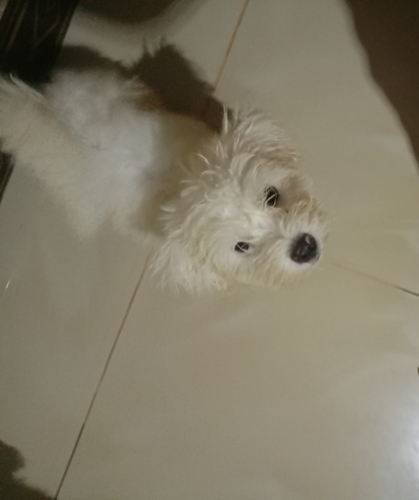 Maltese puppies
