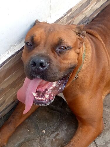 Boerboel female dog